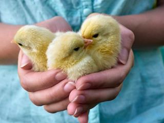 Small chickens in the hands.