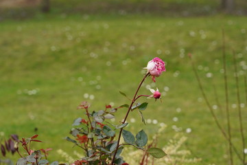 fleur, nature, rouge, plante, feuille, rose, saison, printemps, fleurir, beau, beauté, naturel, floral, parc, Magnolia, sakura