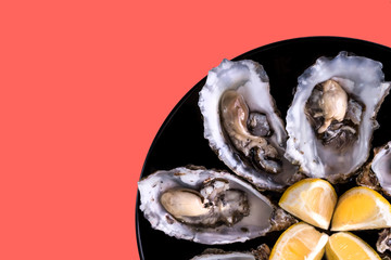Oysters plate with lemon on red coral background. Served table with oysters and lemon. Fresh oysters close-up top view. Healthy sea food. Oyster dinner with champagne in restaurant. Sea food.