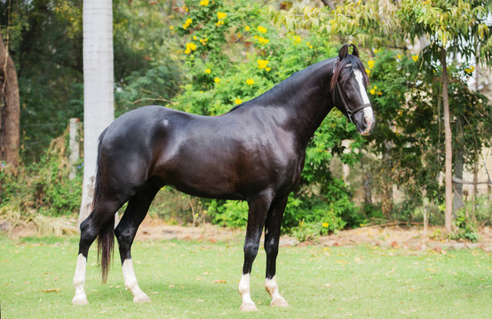  black Marwari stallion poseing in garden. India