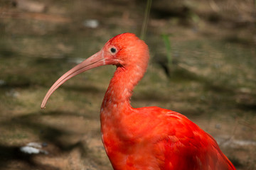 Scarlet Ibis