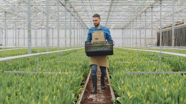 Wide shot of agricultural farm worker wearing apron and rubber boots holding box with plants seedlings going along hothouse and then putting box on ground