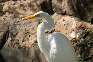 Egret