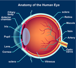 anatomia del ojo humano © vectore