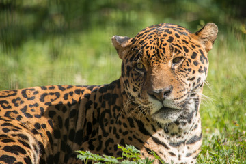 Jaguar