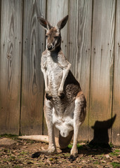 kangaroo in zoo
