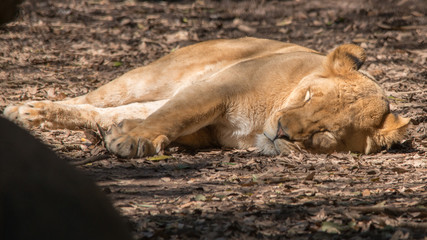 Obraz na płótnie Canvas lion lying on the ground