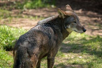 Red Wolf