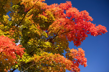 Bright leaves change colour in the autumn season in the forest