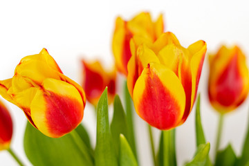 Fototapeta premium Tulips on a white background isolate