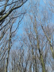 branches of tree against blue sky