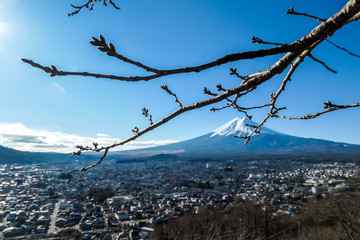 A few tree branches with flower buds on, disturbing a clear, distant view on Mt Fuji in Japan on a clear, wintery day. The top parts of the volcano are covered with a layer of snow. Holly mountain