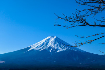A distant view on Mt Fuji in Japan on a clear, wintery day. The top parts of the volcano are covered with a layer of snow. Holly mountain of Japan. A few tree branches in the frame.
