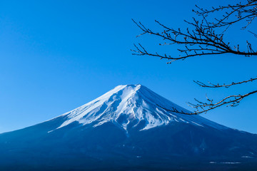 A distant view on Mt Fuji in Japan on a clear, wintery day. The top parts of the volcano are covered with a layer of snow. Holly mountain of Japan. A few tree branches in the frame.