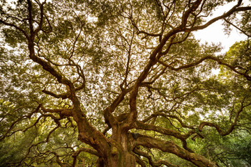 Angel Oak is a Southern live oak located in Angel Oak Park on Johns Island near Charleston, South Carolina USA. The tree is estimated to be 400-500 years old.