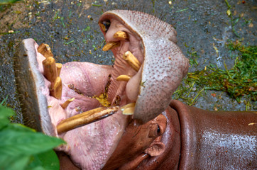 Hippo's throat