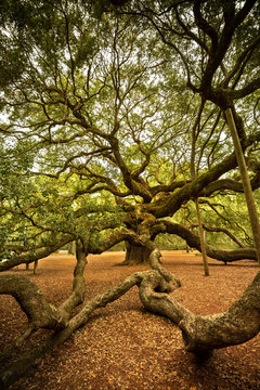 Angel Oak is a Southern live oak located in Angel Oak Park on Johns Island near Charleston, South Carolina USA. The tree is estimated to be 400-500 years old.