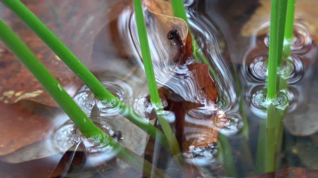Binsenstengel im Waldt&uuml;mpel, Juncus