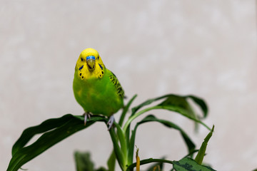 A green budgie is sitting on a green plant. Poultry hand made pet. The parrot is looking at the camera. Closeup of a bird on a branch.