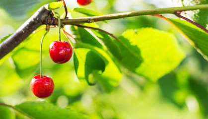 Red cherry berries on a tree branch in sunny weather_