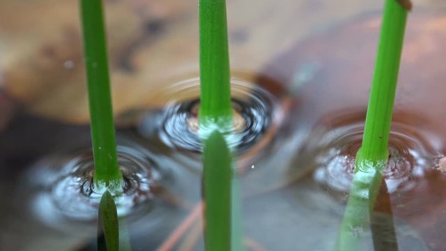 Binsenstengel im Waldt&uuml;mpel, Juncus