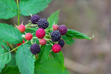 Black raspberry bush with fruits during ripening_