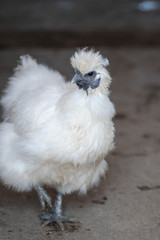 chicken