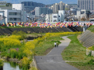 大正川河川敷公園の鯉のぼりと菜の花(大阪府摂津市)