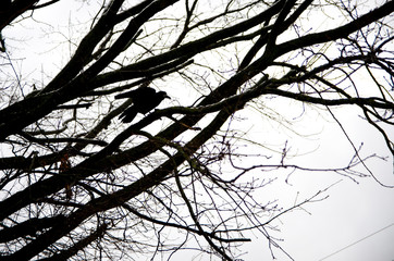tree