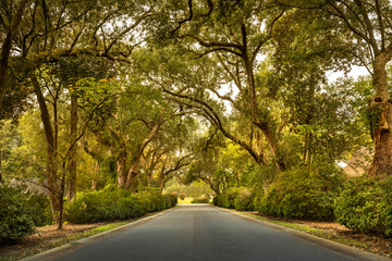 Fototapeta premium Live oaks and Spanish moss overhang the Ashley River road near Charleston South Carolina USA