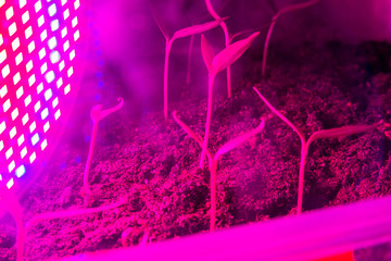 Young eggplant plants, seedlings in a container with soil. Illuminating seedlings with led red and blue lamps for beautiful rapid growth.