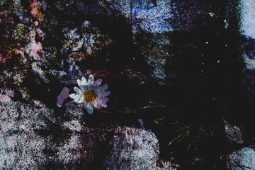 Abstract and colorful daisy on an interesting, organic and rocky structure. For abstract background.