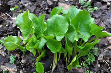 Arum grows in the forest in spring.