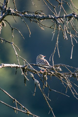 Tree pipit sitting on a branch. Spring (may), Litmanova, Slovakia.