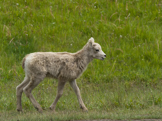 Young Mountain Sheep walking in grass, Alberta, Canada