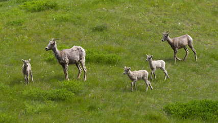 Flock of mountain sheep walking in field, Alberta, Canada