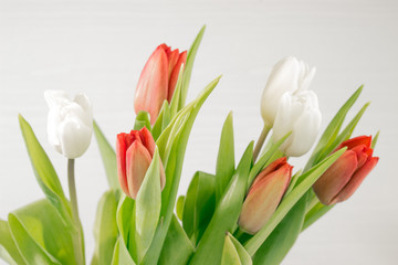 Bouquet of red and white tulips on a white background. Spring gift.