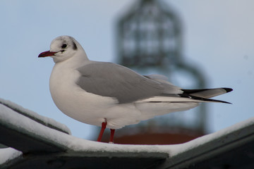 Möwe am Hamburger Fischmarkt