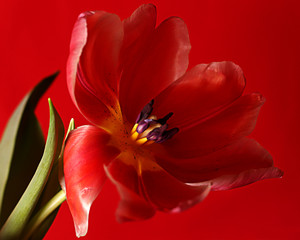 red tulips on red background. Banner, greeting card. The view from the top.