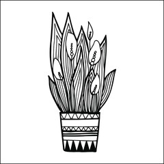 Peace lily flower pot