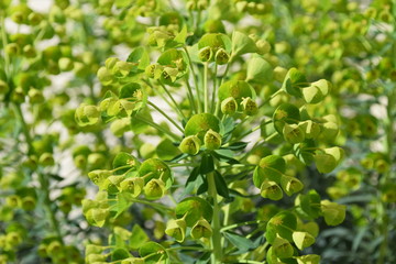 Fototapeta na wymiar Euphorbia - The beautiful Green flowers blooming of Mediterranean spurge
