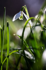 Schneeglöckchen im Gegenlicht Frühlingsblumen