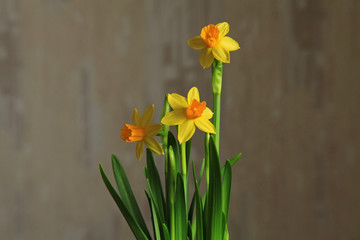 Obraz premium Yellow Narcissus (Narcíssus pseudonarcíssus). Opened buds of yellow daffodils on a beige background