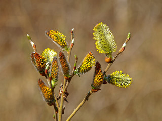 Nature awakes in spring. Blooming willow twigs and furry willow-catkins, so called 