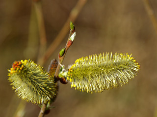 Nature awakes in spring. Blooming willow twigs and furry willow-catkins, so called 