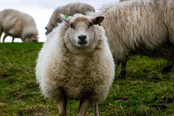 Isolated sheep on a hill