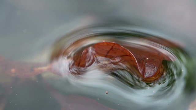 Blatt im Waldt&uuml;mpel, Laubwald