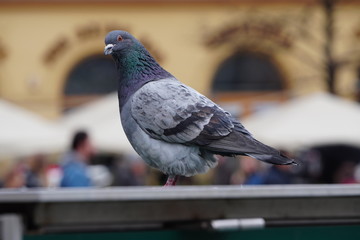 One pigeon looks intently at the camera against the background of the city of blurred. The dove looks towards the camera.