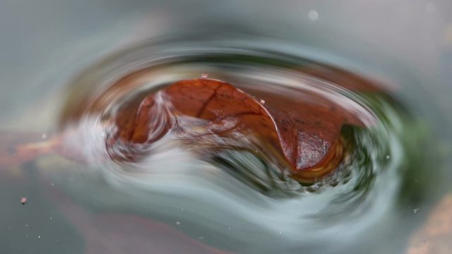 Blatt im Waldt&uuml;mpel, Laubwald