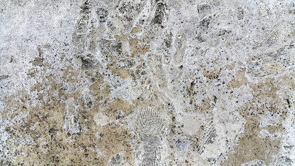 Stone texture with fossils